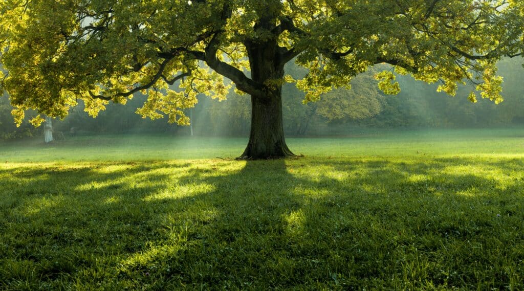 Compromisso com o ambiente
